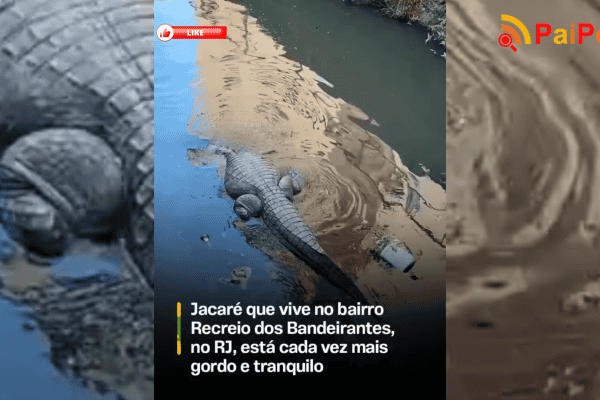 Jacaré que vive no bairro Recreio dos Bandeirantes, no RJ, está cada vez mais gordo e tranquilo