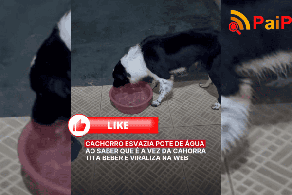Cachorro esvazia pote de água ao saber que é a vez da cachorra Tita beber e viraliza na web