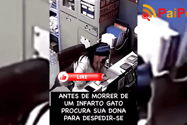 Antes de morrer de um infarto, gato procura sua dona para se despedir