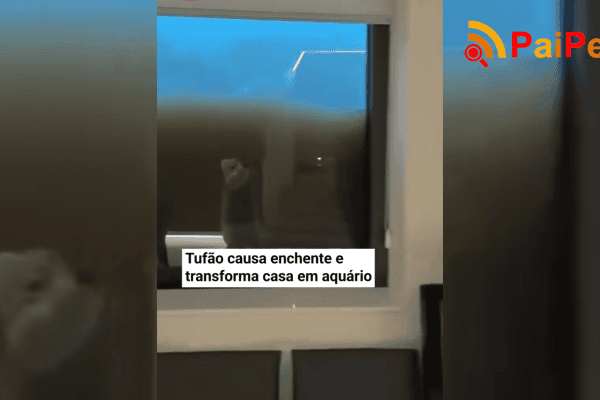 Tufão causa enchente e transforma casa em aquário