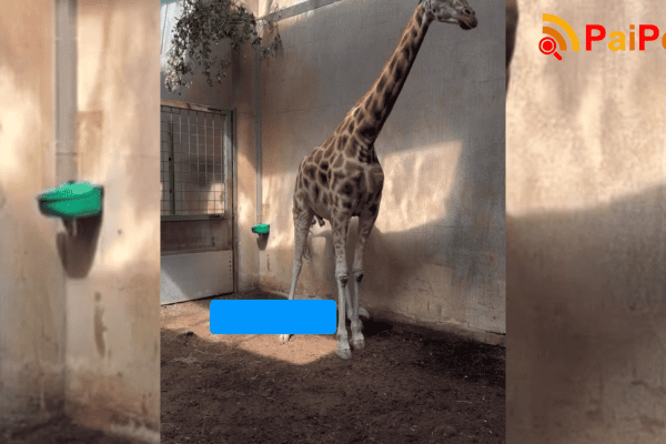 Emocionante: Mamãe girafa trazendo seu bebê girafinha ao mundo