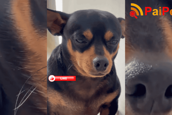 Cão recusa ração com ovos mexidos, exige frango para comer e olhar de julgamento cativa a web