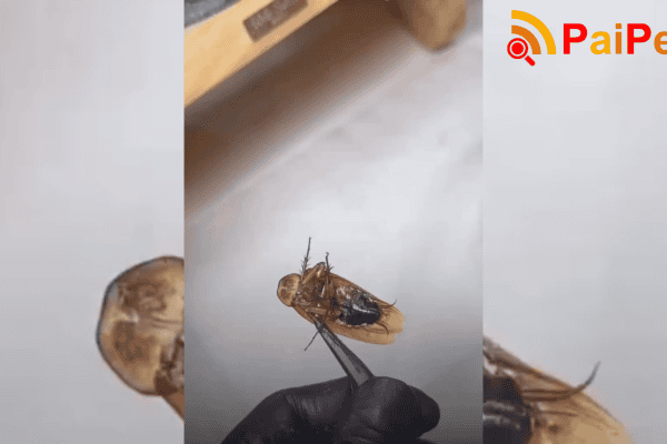 Mulher usa barata em alongamento de unha de gel e viraliza na internet