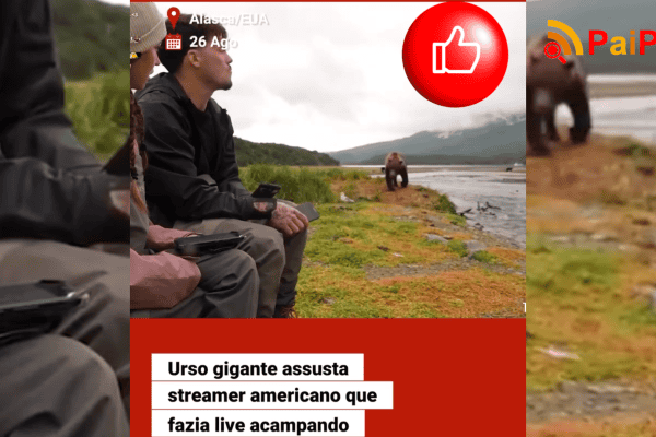 Urso gigante assusta streamer americano que fazia live acampando