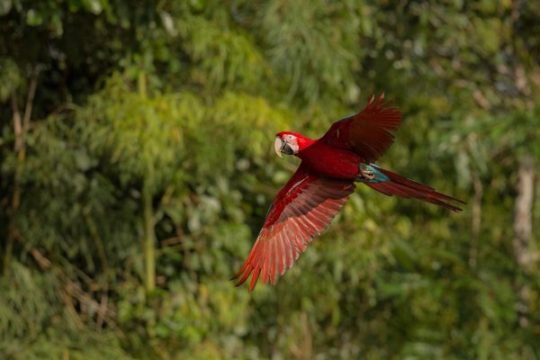 Plataforma colaborativa ajuda na preservação da biodiversidade brasileira