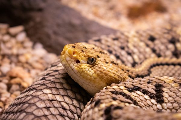Proteja-se: Conheça as diferenças entre animais peçonhentos e venenosos