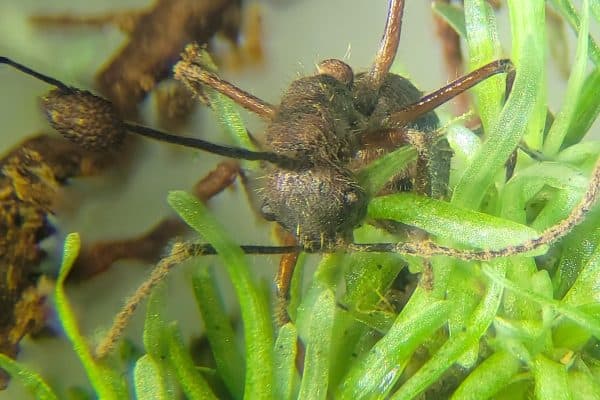 Fungo “zumbi” é encontrado em plantas na Amazônia, surpreendendo cientistas