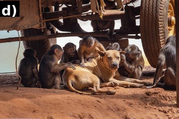 Estudo Revela que Macacos e Símios Podem Ter Outros Animais como Pets