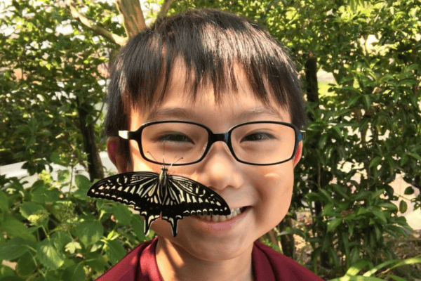 Menino japonês de 11 anos descobre que borboletas lembram-se da vida como lagartas