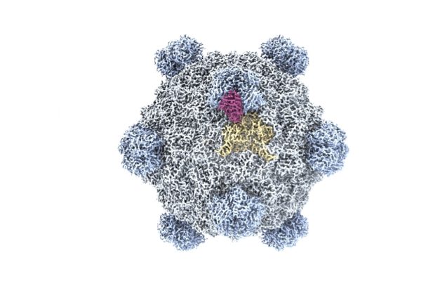 IA desenvolve genomas de 16 vírus inéditos na natureza