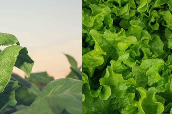 Cientistas utilizam alface e tabaco para desenvolver carne vegetal como alternativa sustentável