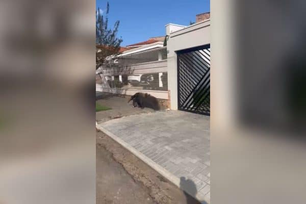 Tamanduá-bandeira é visto caminhando em avenida no Sul de Minas e surpreende moradores