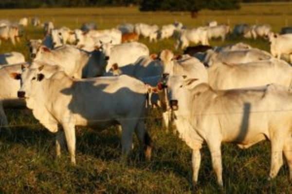 Veto da UE à carne do Brasil inicia em 3 de setembro e pode elevar preços