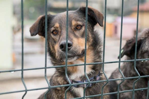 Câmara de Campinas proíbe nomeação de condenados por maus-tratos a animais