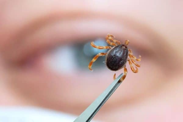 São Paulo registra 23 mortes por febre maculosa em 2026, concentradas no interior