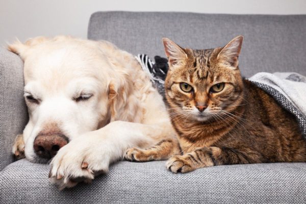 Como escolher a melhor ração para seu pet: dicas essenciais