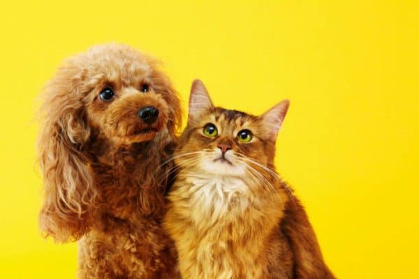 Luto por pets: cérebro humano sente perda como a de um familiar