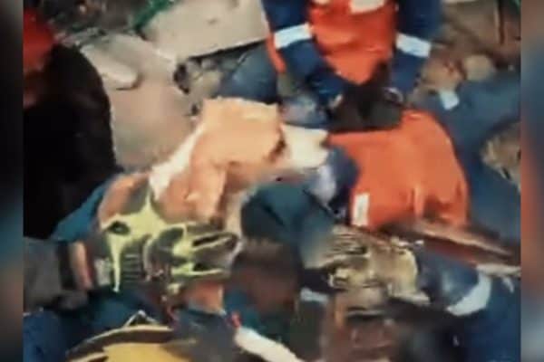 Brasileiros resgatam cadela Meli após 6 dias sob escombros na Colômbia