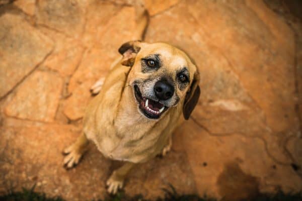Pesquisa revela que pets e bebês compartilham nomes populares