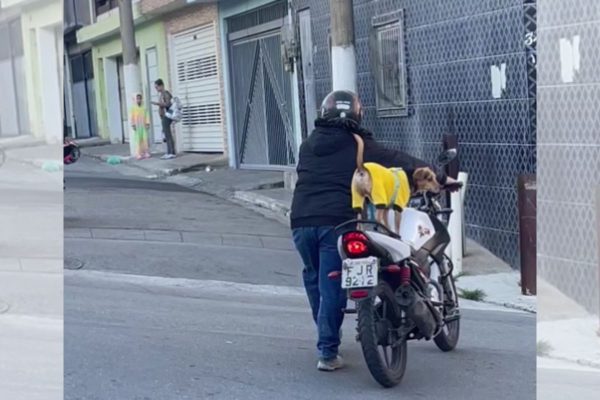 Tutor encanta a web ao levar cachorro para passeio diário de moto