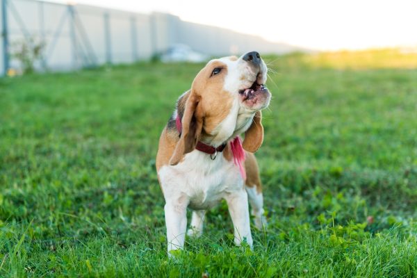 Sinais de Agressividade em Cães Segundo Veterinário