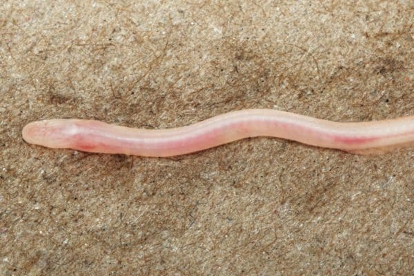 Vídeo no TikTok leva à descoberta de nova espécie de peixe subterrâneo na Índia