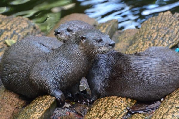 Lontra retorna à natureza em Joinville após recuperação de ataque de cães