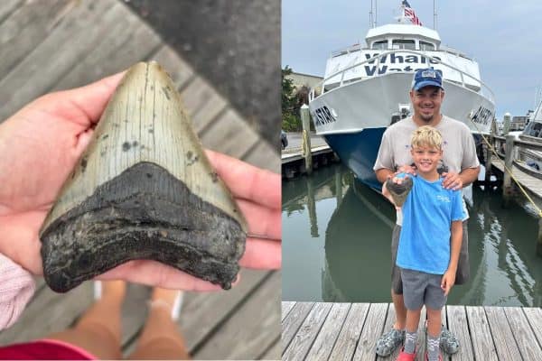 Menino de 11 anos e pai descobrem dente de megalodonte em Nova Jersey