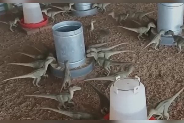 Anúncio de “mini dinossauros” por R$ 500 viraliza em Minas Gerais