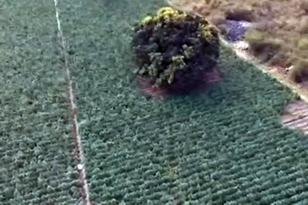 Plantação de maconha em larga escala avança no Norte de MG