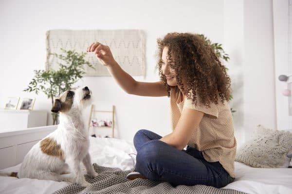 Especialista ensina como eliminar urina e fezes de cães pela casa