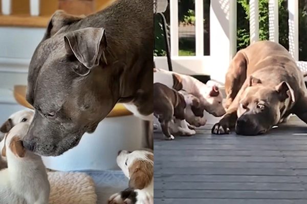 Pit Bull que Cuidou de 500 Filhotes Órfãos Recebe Homenagem Após Partida