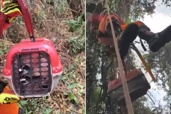 Bombeiros resgatam gato preso em árvore de 11 metros em Patrocínio, MG