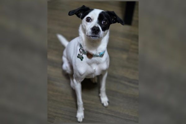 Cachorrinha Hivi foge e família enfrenta desespero antes de mudança para Barbados