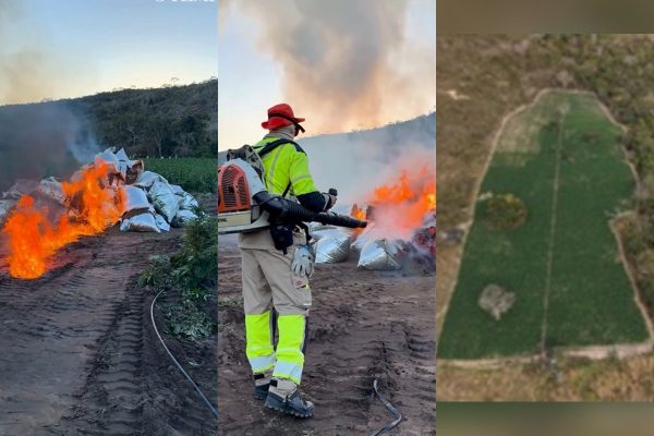 Especialista explica o porquê de grandes plantações de maconha em MG
