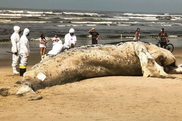 Baleia-jubarte de quase 11 metros encontrada morta em praia de Itanhaém