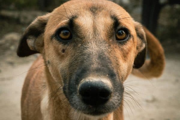 Especialista Cleber Santos destaca gestos que confundem afeto e prejudicam cães