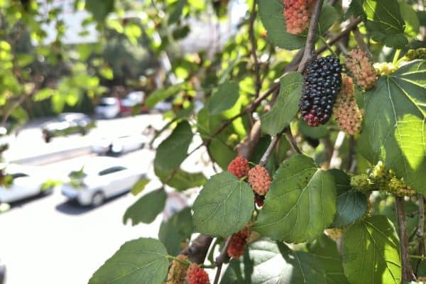 Árvores frutíferas em São Paulo atraem moradores, mas nutricionista alerta para cuidados
