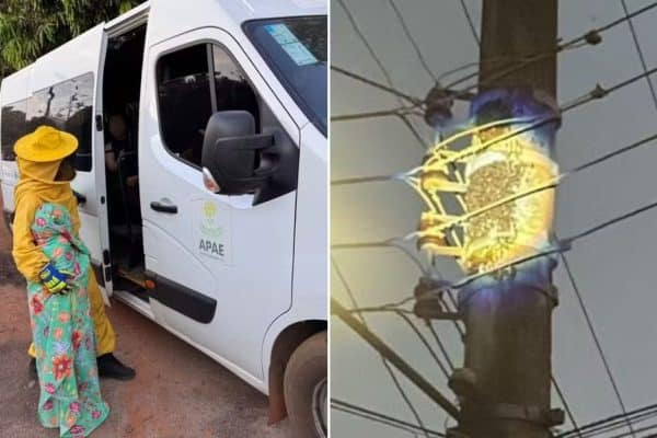 Enxame de abelhas ataca estudantes e colaboradores da Apae em Goiás