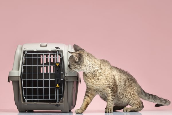 Dicas para Reduzir o Medo dos Pets ao Visitar o Veterinário