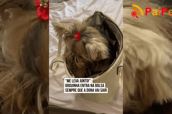 “Me leva junto!”: doguinha entra na bolsa sempre que a dona vai sair