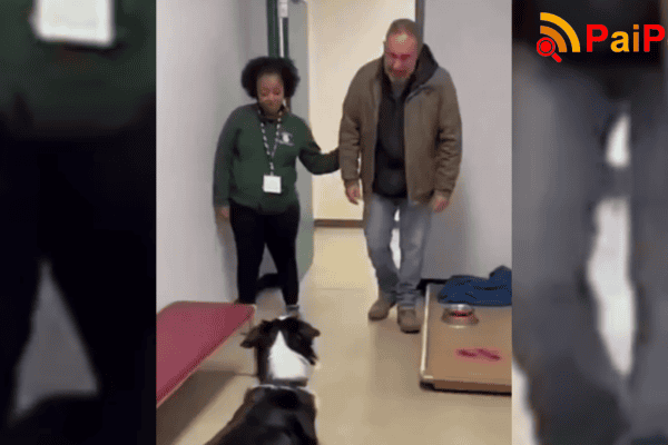 Uma busca incansável: após visitar 40 abrigos, homem reencontra seu cão desaparecido