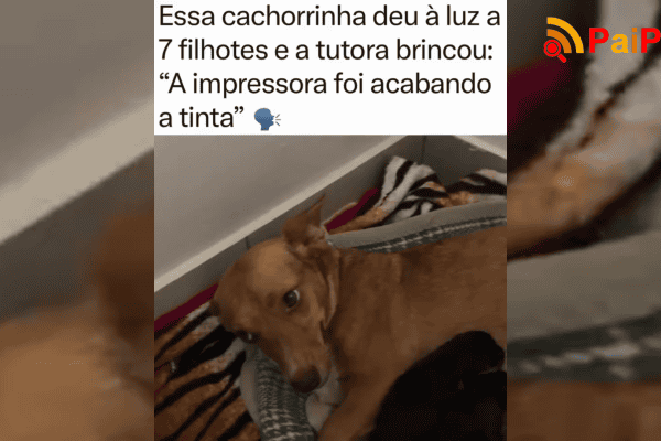 Essa cachorrinha deu à luz a 7 filhotes e a tutora brincou: “A impressora foi acabando a tinta”