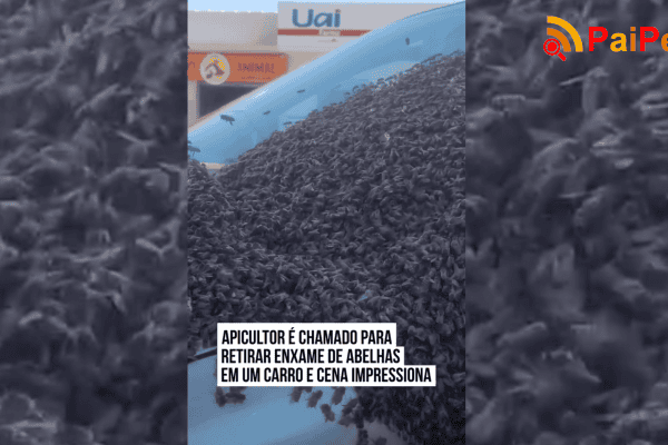 Apicultor é chamado para retirar enxame de abelhas em um carro e cena impressiona