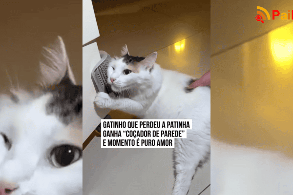 Gatinho que perdeu a patinha ganha “coçador de parede” e momento é puro amor
