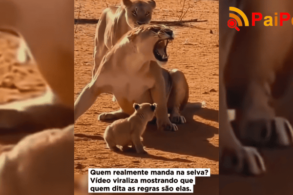 Quem realmente manda na selva? Vídeo viraliza mostrando que quem dita as regras são elas