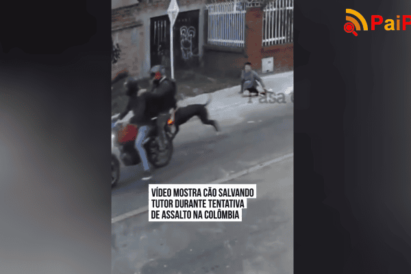 Vídeo mostra cão salvando tutor durante tentativa de assalto na Colômbia