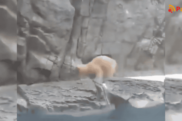 Filhote de urso-polar cai na água e mãe age rapidamente