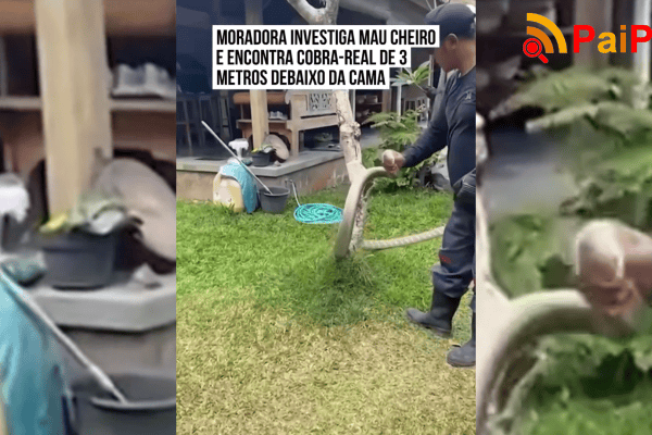 Moradora investiga mau cheiro e encontra cobra-real de 3 metros debaixo da cama
