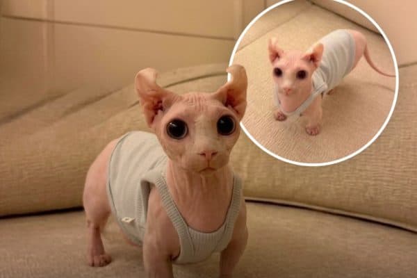 Gato que se assemelha a cachorro salsicha vira febre na web